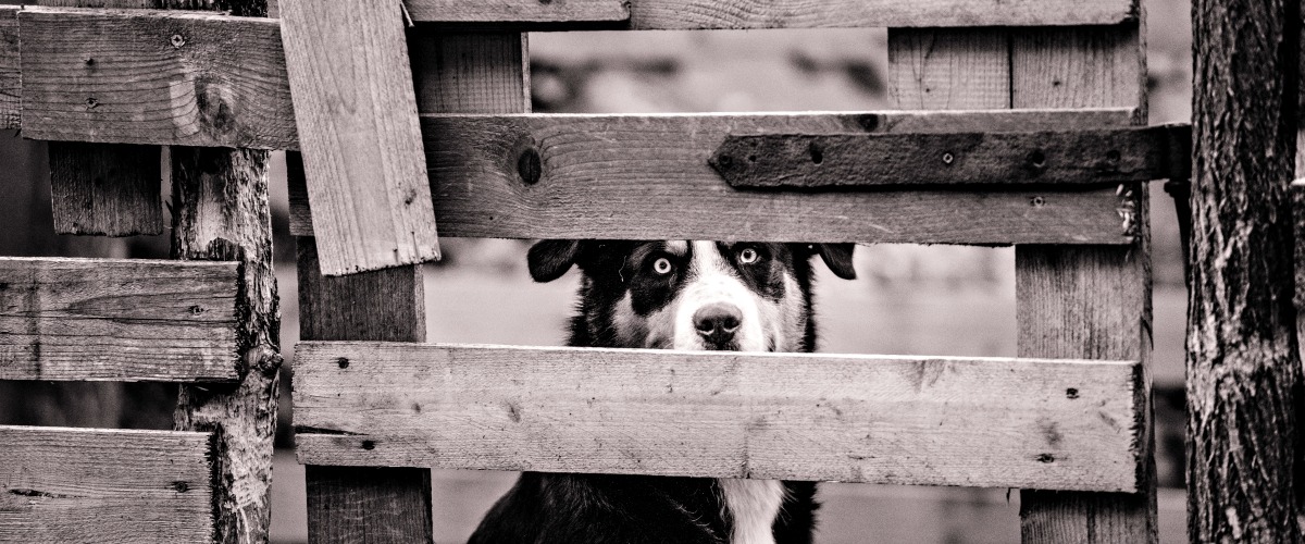 Dog looking through fence