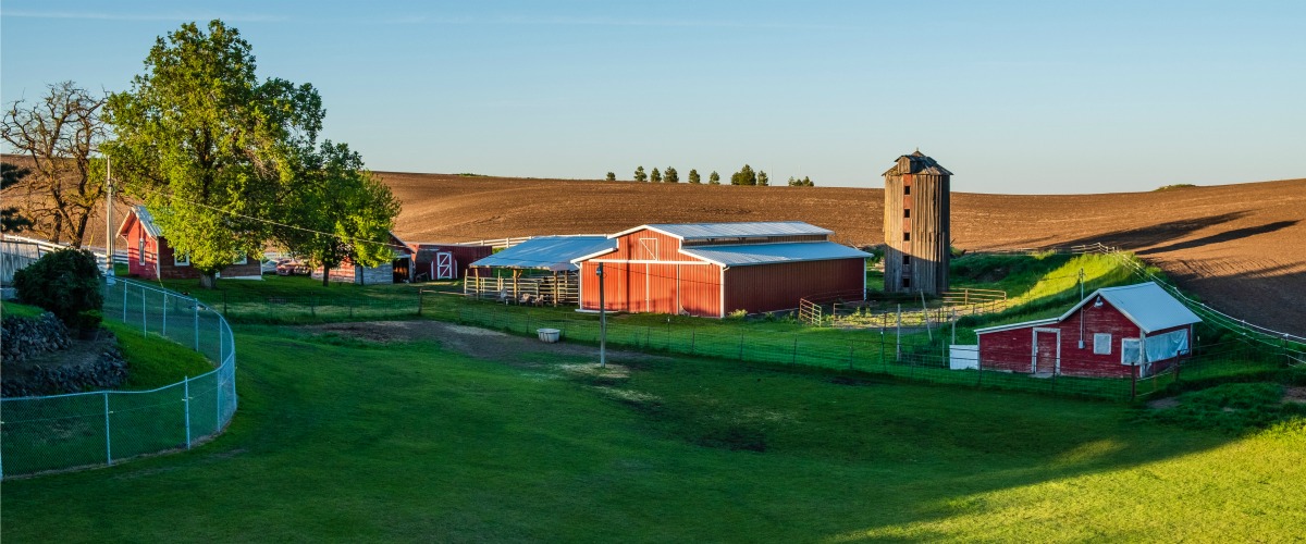 Beautiful farm green grass